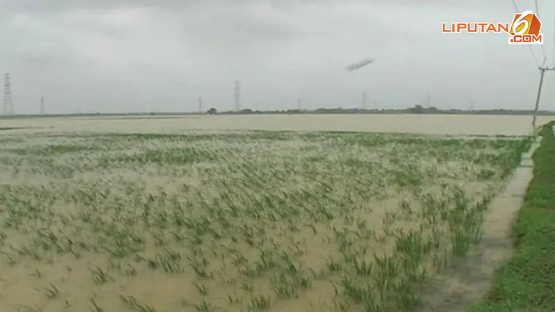 sawah-bekasi-banjir-140126c.jpg