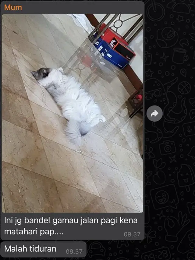 6 Chat Ibu ke Grup Keluarga Bahas Kucing Ini Bikin Tepuk Jidat