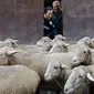 Petugas menyentuh kawanan domba yang digembalakan melewati pusat kota Madrid, 21 Oktober 2018. Tradisi ini untuk mempertahankan hak menggembala dan migrasi  ternak secara tradisional yang semakin terancam praktik pertanian modern. (AP Photo/Paul White)