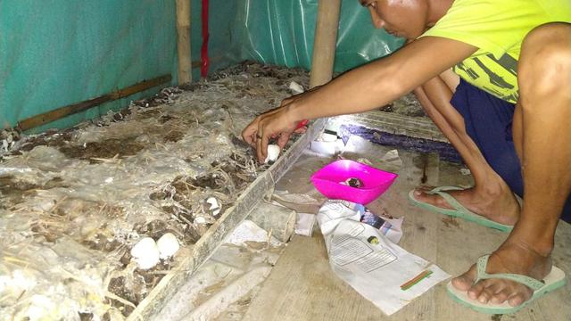 Kisah Inspiratif Budidaya Jamur Merang Pakai Media Limbah Eceng