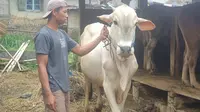Seorang peternak di Garut, Jawa Barat, tengah menunjukan salah satu sapi peliharannya di depan calon pembeli dalam momen Idul Adha 1443 H tahun ini. (Liputan6.com/Jayadi Supriadin)