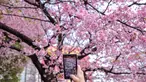 Orang-orang mengambil gambar bunga sakura di Taman Ueno di Tokyo, Jepang pada Senin (21/3/2022). Badan Meteorologi Jepang mengumumkan dimulainya musim bunga sakura di Tokyo. (Philip FONG / AFP)
