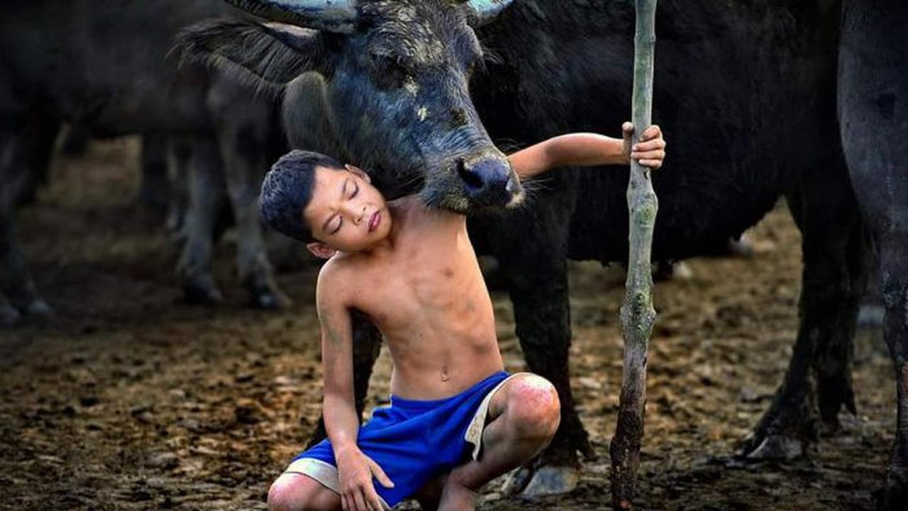 Bocah Ini Patah Hati Saat Kerbau Kesayangannya Disembelih