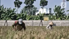 Aktivitas petani saat memanen padi di persawahan kawasan Rorotan, Jakarta, Kamis (30/7/2020). Rorotan merupakan wilayah di DKI Jakarta yang memiliki persawahan paling luas, yakni sekitar 420 hektare. (merdeka.com/Iqbal S. Nugroho)