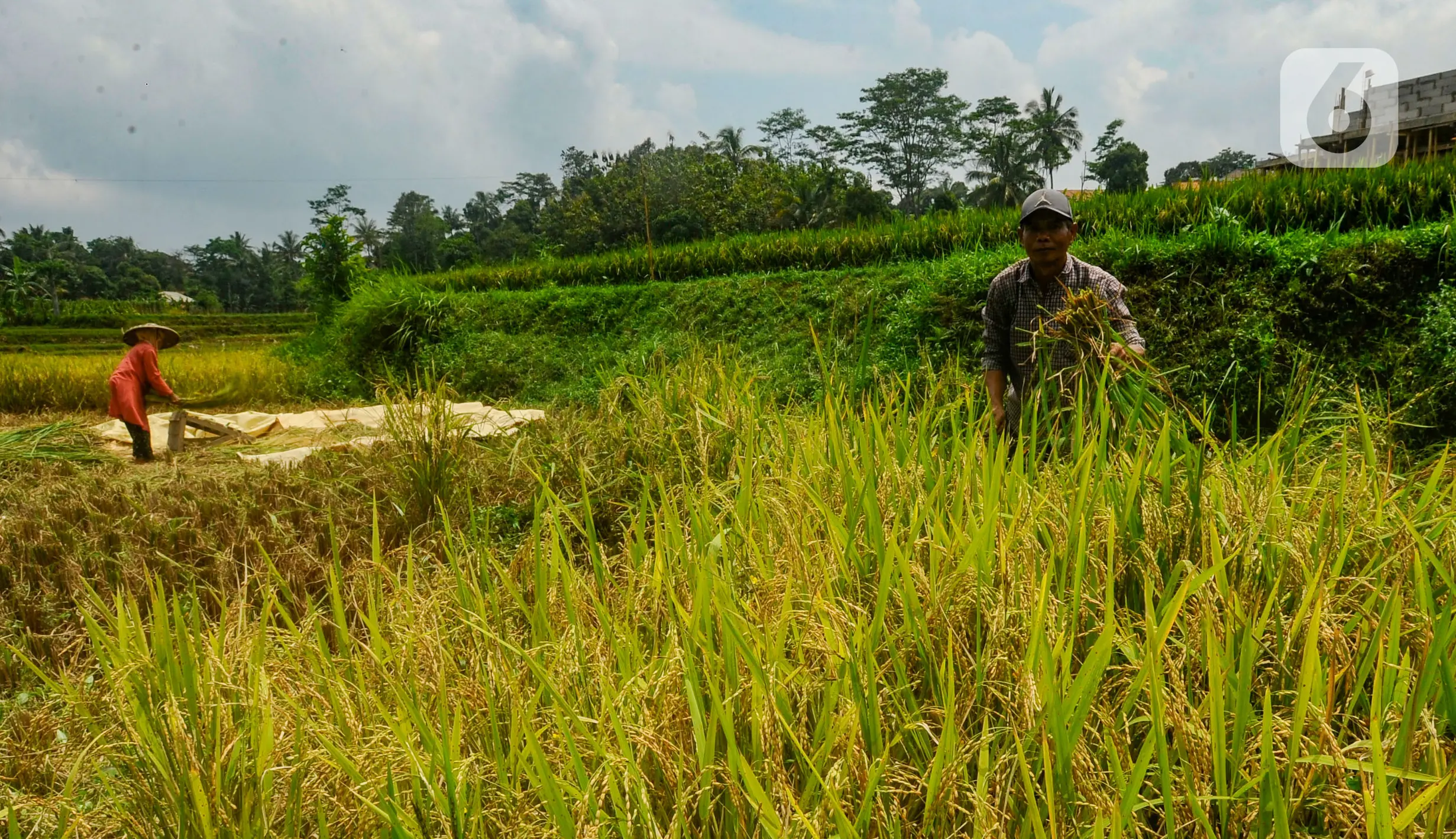 Harga Gabah Melonjak Saat Panen, Petani Indramayu Bersuka Cita