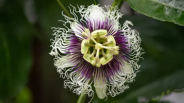 Bunga Markisa