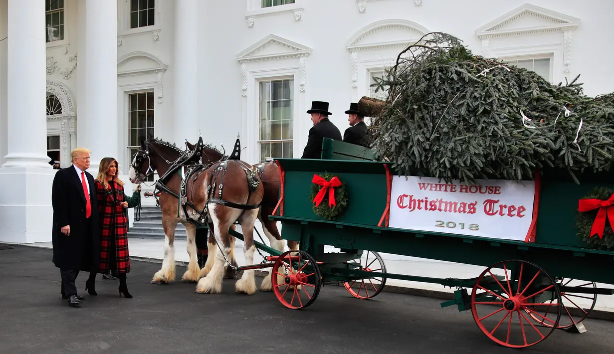 Presiden Donald Trump bersama First Lady AS, Melania Trump menyambut kedatangan pohon Natal resmi Gedung Putih di halaman Utara Gedung Putih, Washington, Senin (19/11). Pohon Natal tersebut diantar dengan kereta kuda. (AP/Manuel Balce Ceneta)