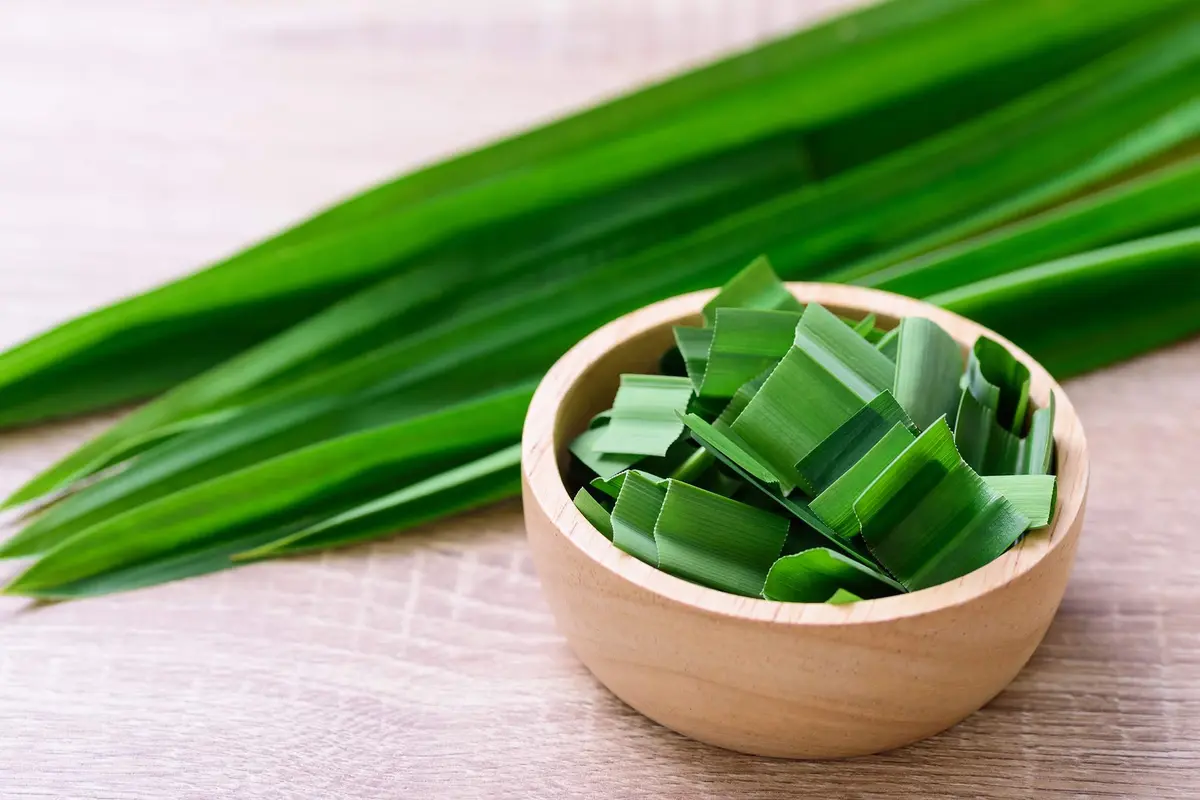 daun pandan