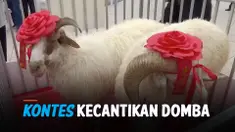 kontes domba