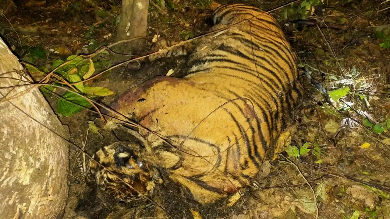 Temuan ketiga harimau yang tewas di Aceh (Liputan6.com/Ist)