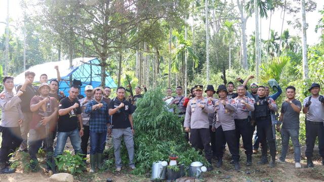 Aparat berpose usai mencabuti tanaman ganja di ladang yang tersembunyi di balik perbukitan Sawang, Aceh Utara (Ist)