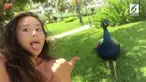 Lucu tapi kasihan, seorang gadis diserang oleh burung merak saat sedang video selfie.