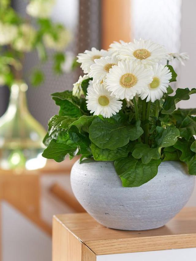 Gerbera Daisy (Gerbera jamesonii)