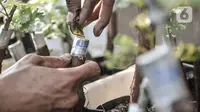 Yatno menyelesaikan proses penyemaian bibit anggur dengan cara okulasi di Kebun Imut Si Nakal, Kelurahan Malaka Sari, Kecamatan Duren Sawit, Jakarta, Minggu (7/3/2021). Kebun budi daya bibit anggur dinamai Kebun Imut Sinakal (Sigap Niat dan Berakal). (merdeka.com/Iqbal S. Nugroho)