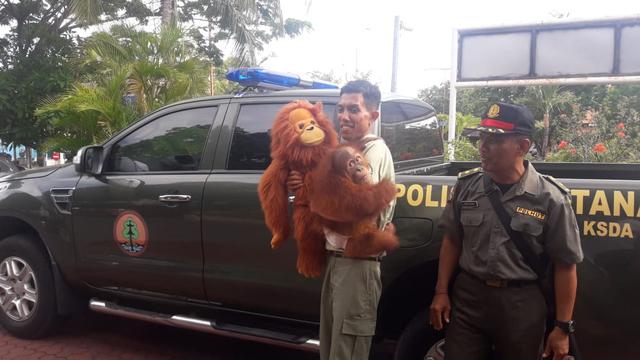 Bintangbola - Bonbon Bayi Orang Utan Langka Dipulangkan ke Asalnya