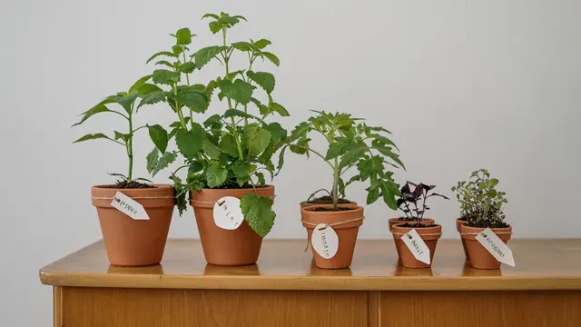 Membantu Proses Fotosintesis