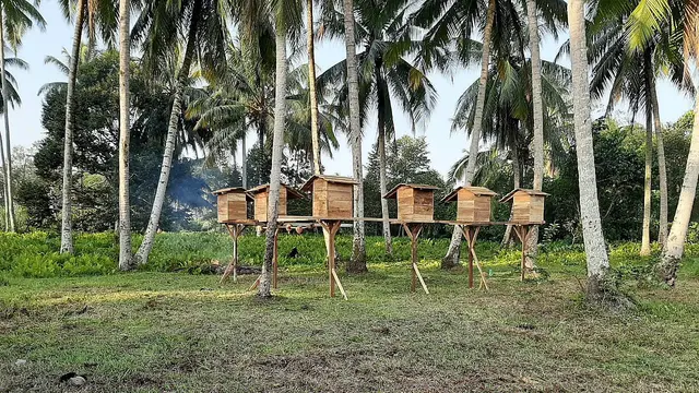 Sekolah Tinggi Ilmu Beruk (STIB) di Desa Apar, Kecamatan Pariaman Timur, Kota Pariaman, Provinsi Sumatera Barat (Liputan6.com/Ist).