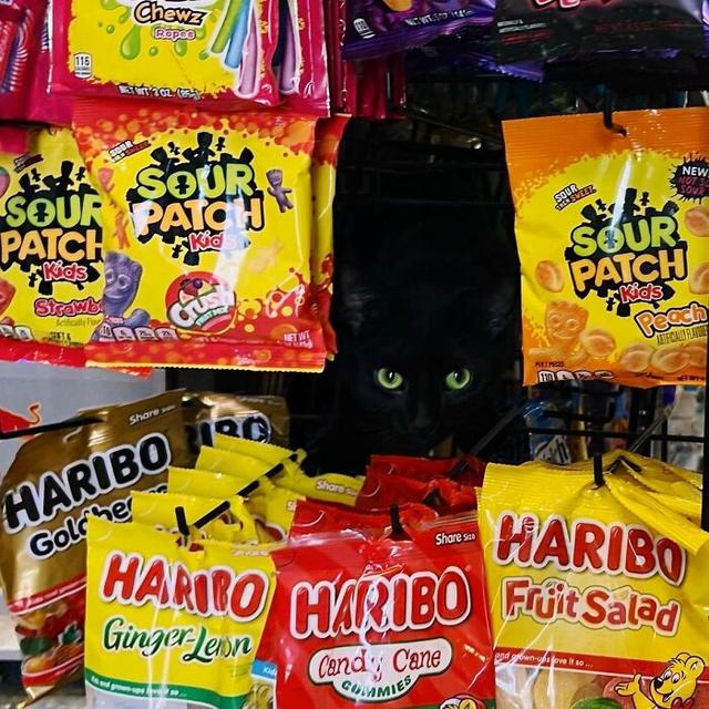 7 Potret Menggemaskan Kucing Toko Kelontong Ini Bakal Cerahkan Harimu