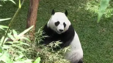 Sepasang Giant Panda asal China telah menyelesaikan masa karantina. Wakil PM China datang ke Taman Safari untuk melihat kondisi mereka.