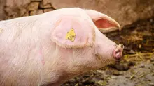 Babi ternak. (Foto: Freepik/aleksandarlittlewolf)