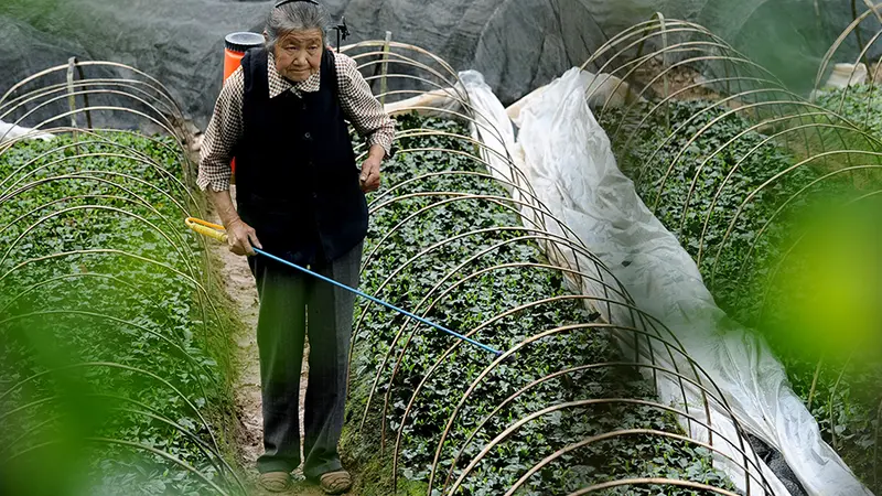 Wanita Mulai Bisnis di Usia 70 Tahun Cheng Shilian (Foto: China Daily)