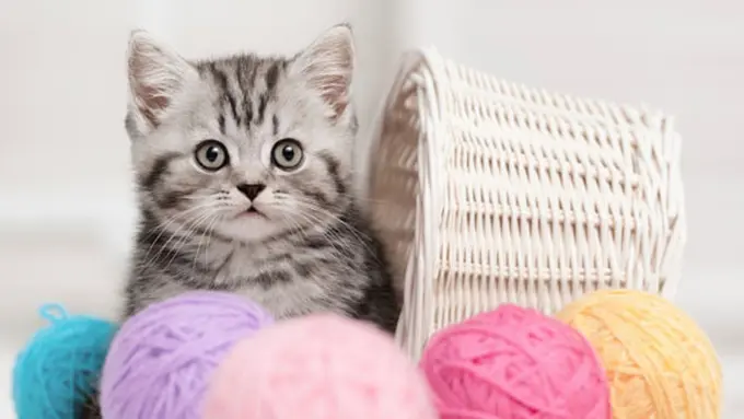 Foto: copyright thinkstockphotos.com