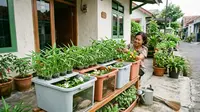 7 Konsep Teras Kecil tapi Bisa Jadi Sumber Sayur Harian Keluarga, Estetik dan Produktif