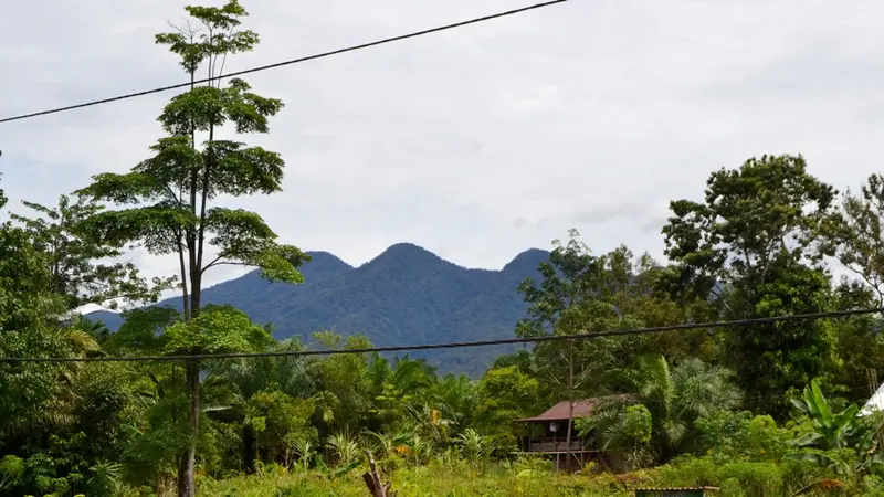 Pagi Di Tanah Hitam Negeri Penghasil Kopi Liberika