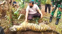 Harimau sumatra mati karena terjerat tak jauh dari kebun warga di Kabupaten Bengkalis. (Liputan6.com/Dok BBKSDA Riau)