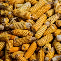 Manfaat Memakan Jagung Manis untuk Ibu Hamil