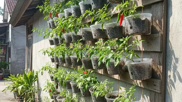 Ide Kreatif Kebun Cabai Pakai Thinwall Bekas. Gemini