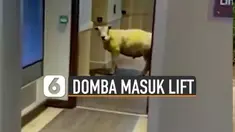 Seorang staf hotel mengabadikan momen tersebut.