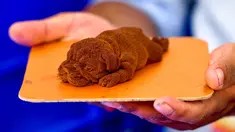 Seorang koki menunjukkan makanan penutup cokelat berbentuk anjing di sebuah kedai kue dalam festival Bengaluru Aaharotsava, Bangalore, India, Jumat (18/10/2019). Bengaluru Aaharotsava adalah sebuah festival makanan vegetarian. (Manjunath Kiran/AFP)