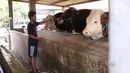 Peternak sapi melakukan perawatan sapi yang sudah dibeli Presiden Joko Widodo untuk kurban  Idul Adha di Ciledug, Tangerang, Banten, Selasa (28/7/2020). (Liputan6.com/Angga Yuniar)
