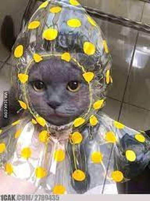 10 Momen Pengendara Pakai Jas Hujan Plastik saat Hujan Ini Kocak