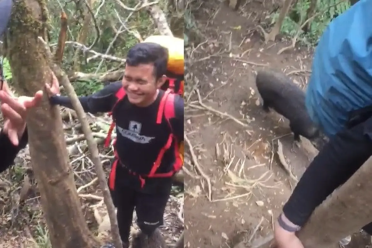 Kocak, Pendaki Ini Abadikan Momen Saat Bertemu Babi Hutan di Gunung