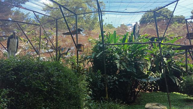 Hore 2 Telur Bangau Tongtong Langka Menetas Di Kebun Binatang Bandung Regional Liputan6 Com