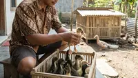 Ternak Apa yang Bisa Dipelihara di Kandang Ukuran 1x1 Meter? Ini 6 Jenis Hewan Paling Cocok