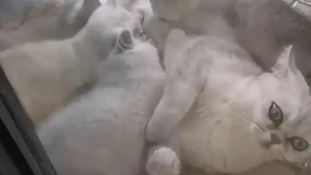kucing bertahan hidup 40 hari