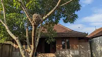 12 Jenis Pohon yang Bisa Mengundang Burung Walet, Ciptakan Budidaya Alami