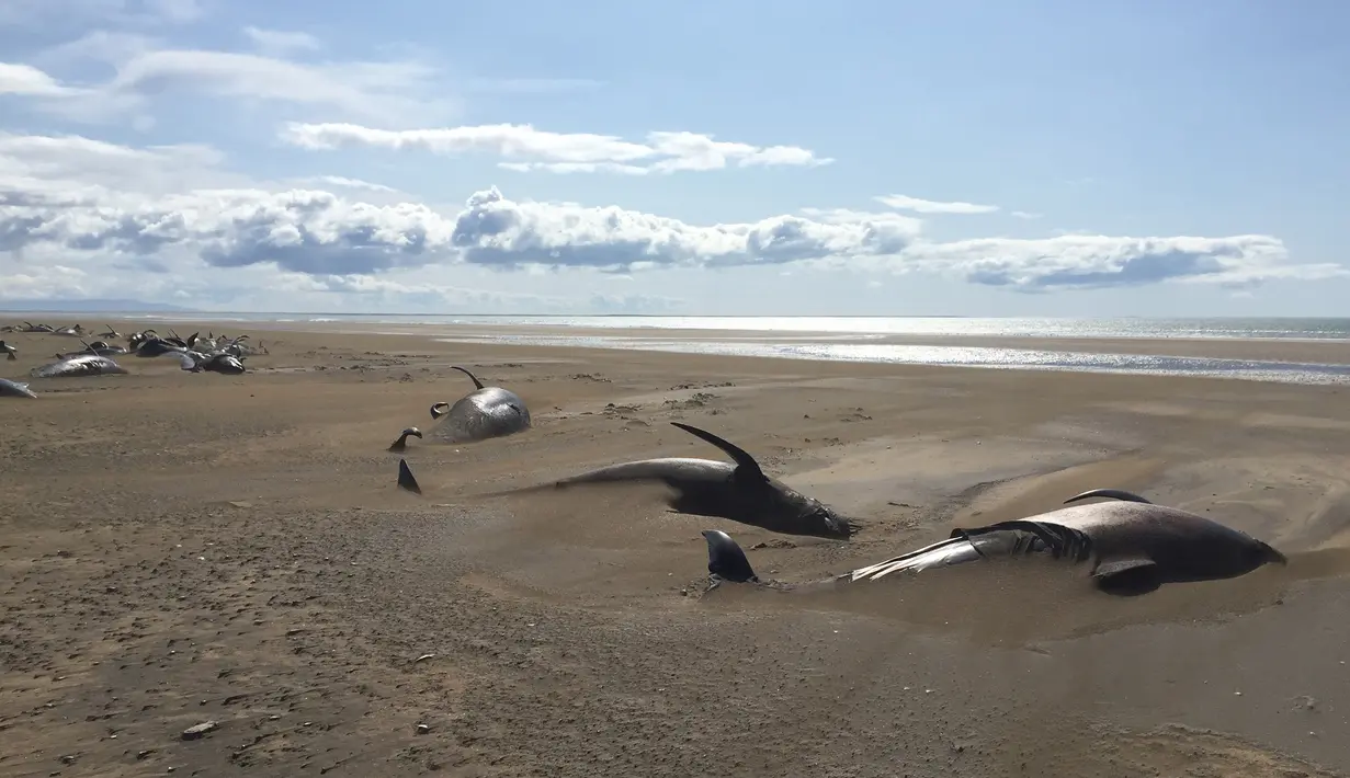 Puluhan paus pilot mati terdampar di pantai semenanjung Snaefellsnes, Islandia (18/7/2019). Sekitar 50 paus pilot mati di pantai terpencil di Islandia. Paus pilot tersebut diperkirakan mati karena lama terdampar di daratan pantai.(David Schwarzhans via AP)