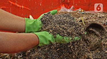 Petugas menunjukkan maggot di Kantor Dinas Lingkungan Hidup DKI Jakarta, Selasa (3/11/2020). Dinas Lingkungan Hidup DKI Jakarta memberdayakan maggot untuk mengurai sampah organik yang bersumber dari sumbangsih warga per wilayah sebagai pupuk kompos. (Liputan6.com/Herman Zakharia)
