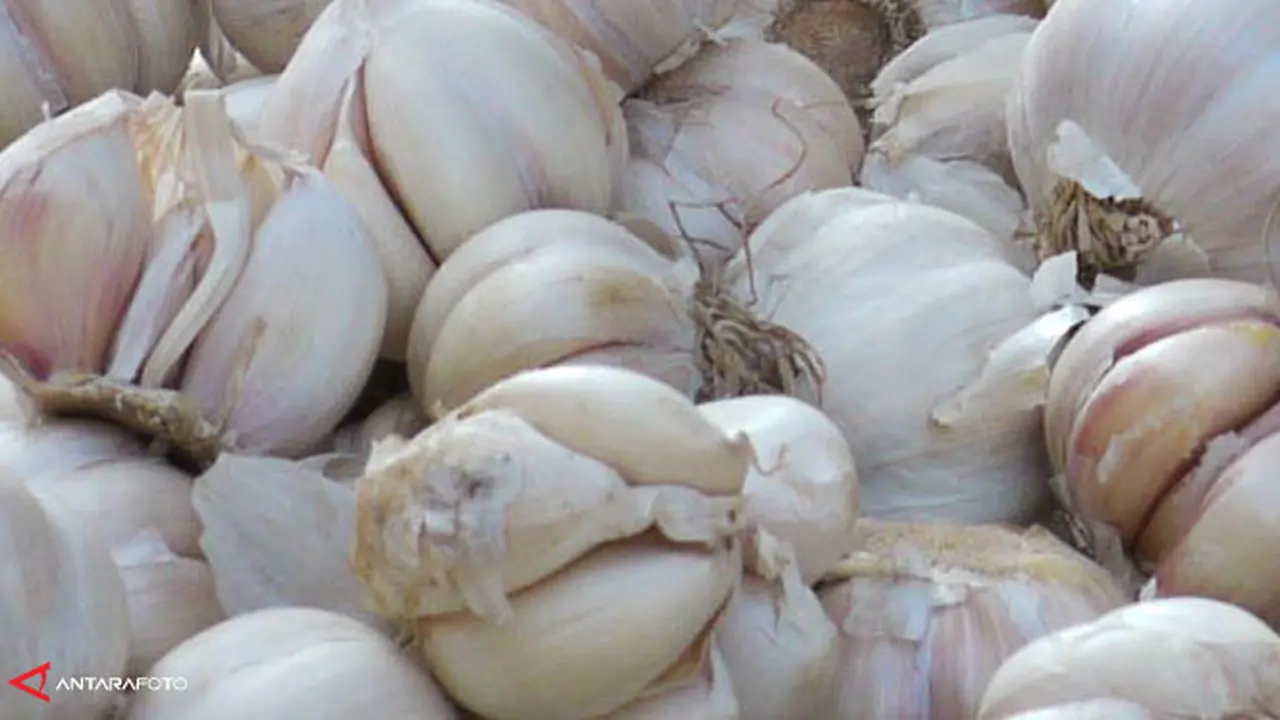 bawang-putih-kesehatan-130319b.jpg