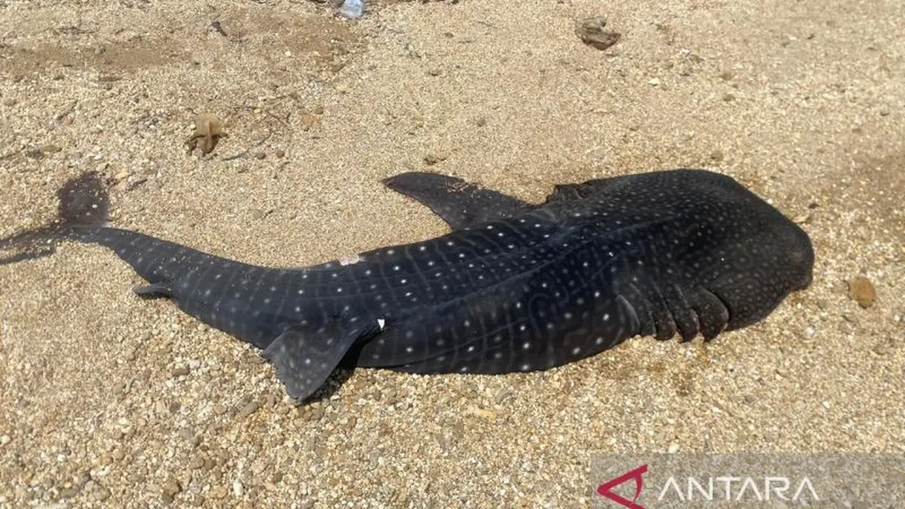 Anak hiu paus terdampar di pesisir Pantai Bungkutoko. (Foto Antara).