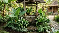 8 Jenis Pohon Buah yang Cocok Ditanam Dekat Sumur Rumah, Tak Rusak Kualitas Air