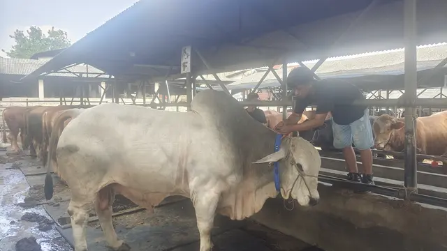 Sejumlah hewan kurban yang dijual salah satu pedagang di Kota Depok jelang hari raya Idul Adha.