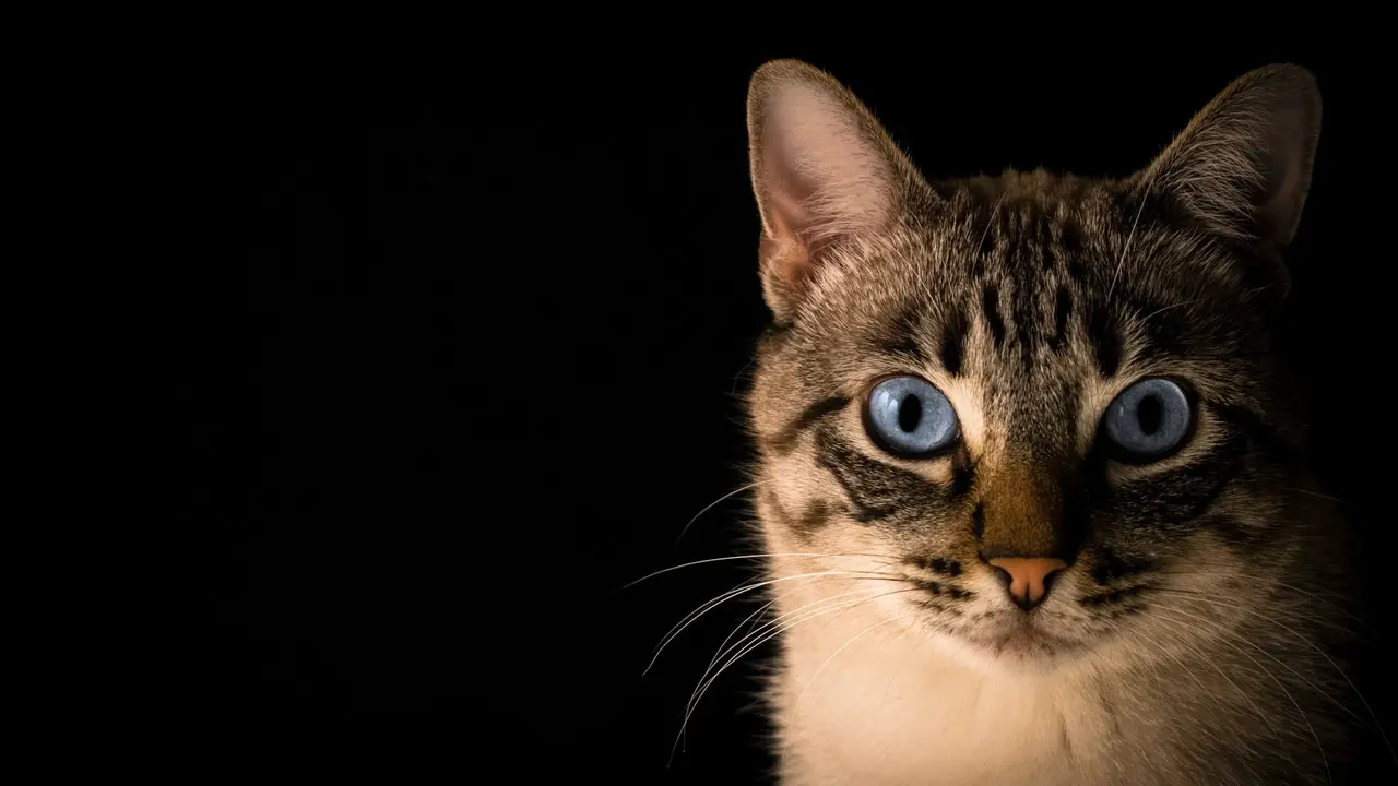Ilustrasi Kucing
