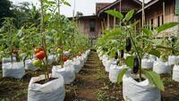 7 Model Kebun Polybag untuk Tomat dan Terong, Produktif Meski Lahan Terbatas