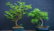 5 Tanaman Hias yang Bentuknya Mirip Miniatur Pohon di Rumah, Hidupkan Suasana