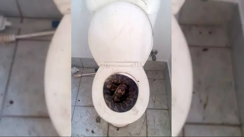 Heboh Ular Piton Mengumpet di Toilet Rumah